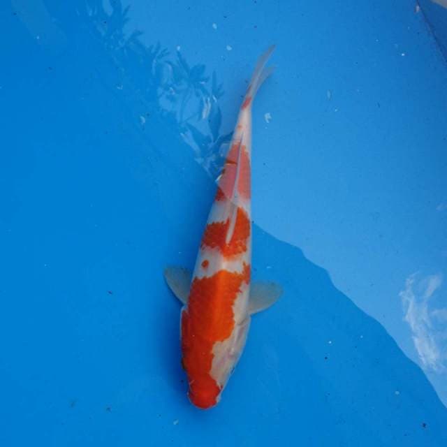 Kohaku Ori F1