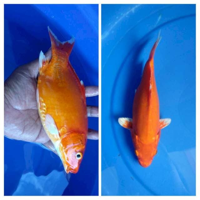 Hikarimono [ Short Body ] 21cm