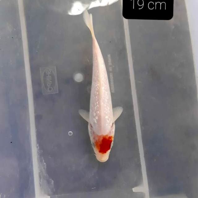 Tancho ginrin 19cm