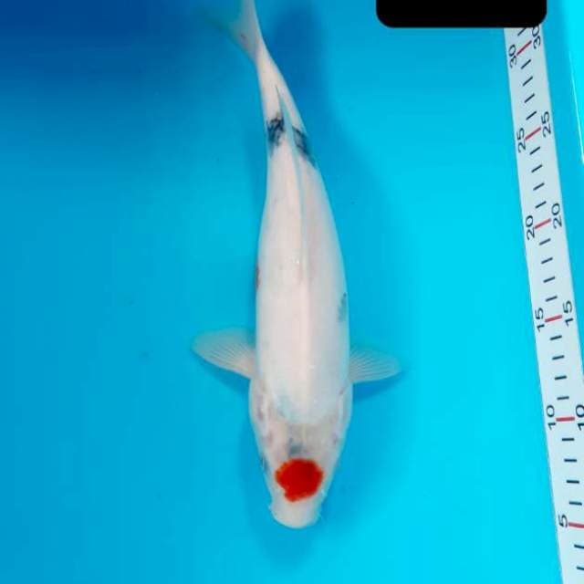 Tancho 29 cm