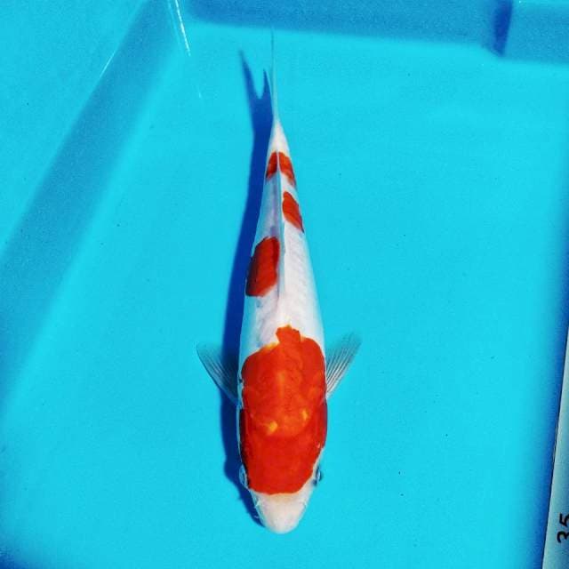 kohaku