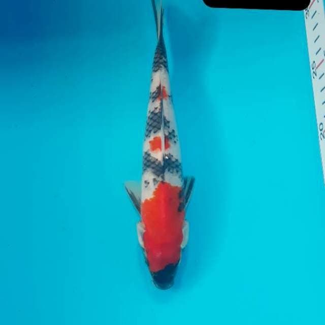 Kindai 24 cm