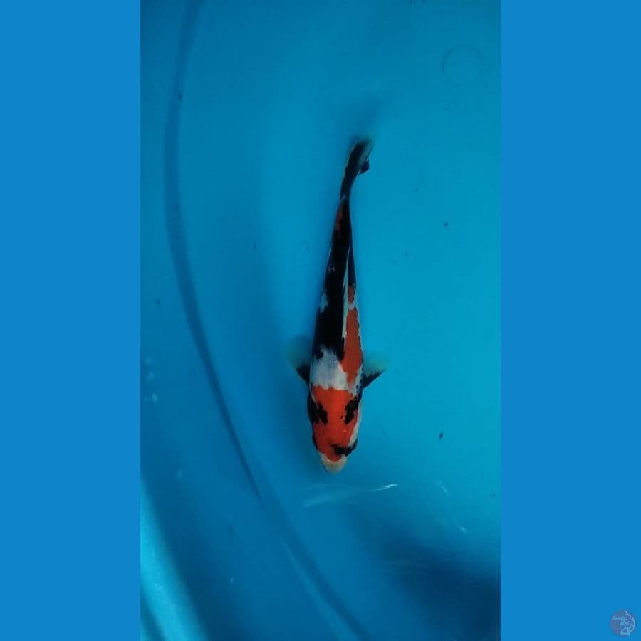 showa male 19cm