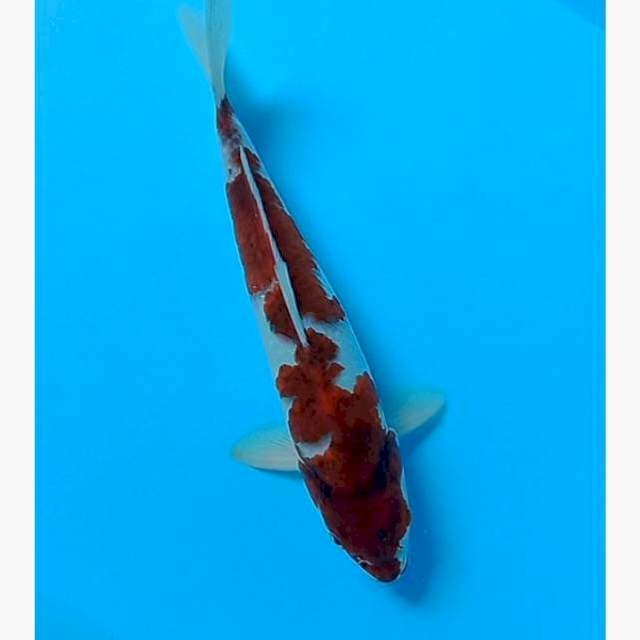 Goromo