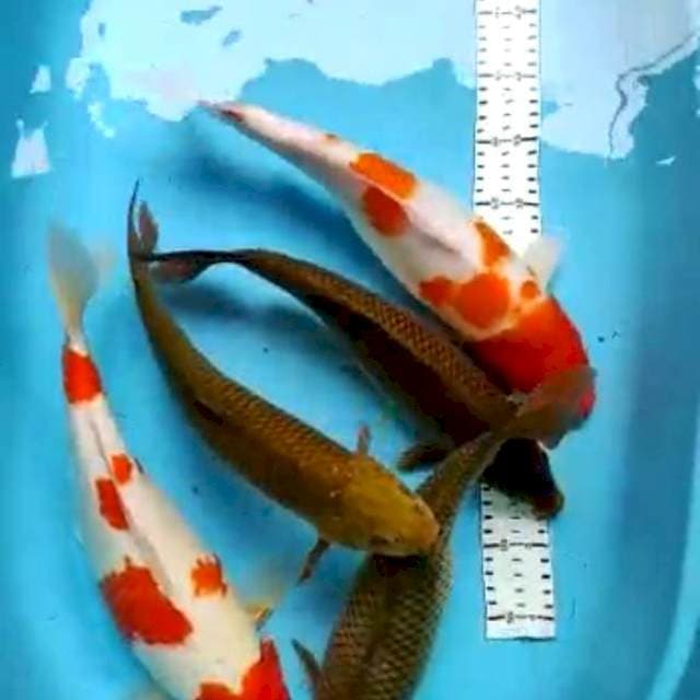 kohaku-cagoi 35-40 cm