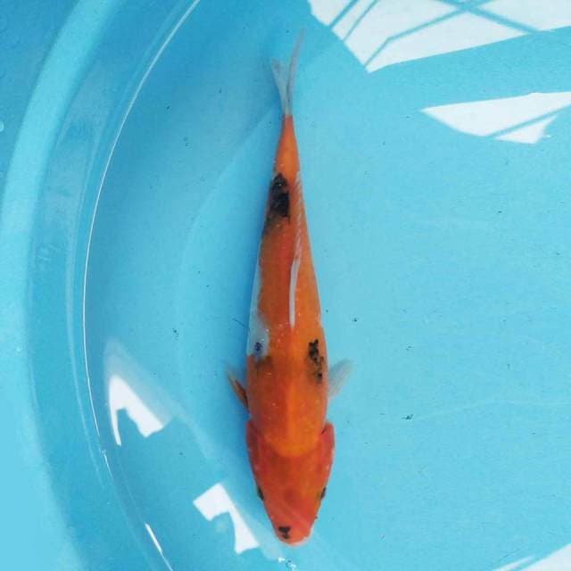 Hi Showa 23 cm