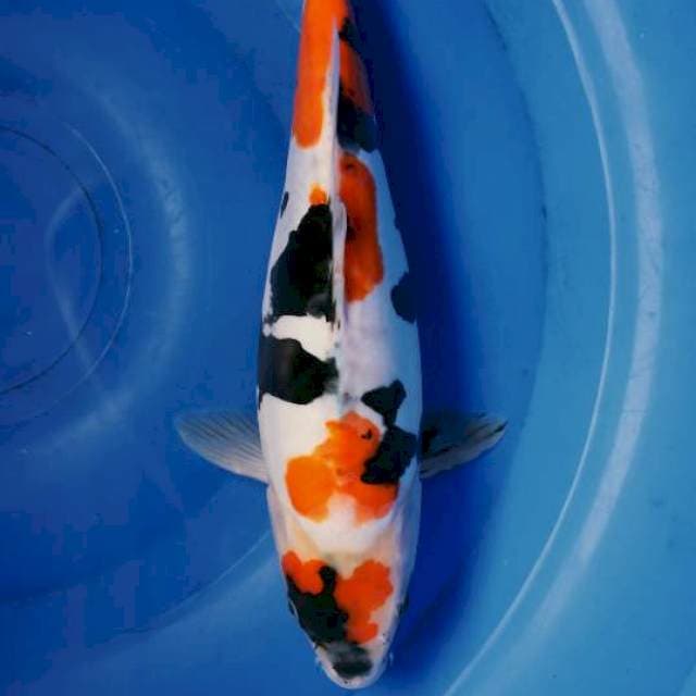 Showa Doitsu 30cm