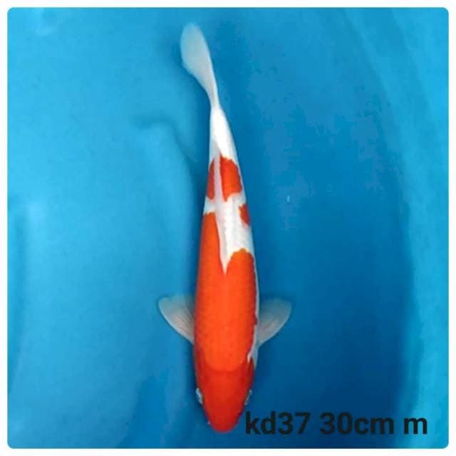 Kohaku merah tebal