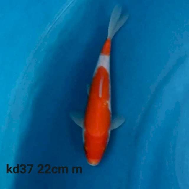 Kohaku f1
