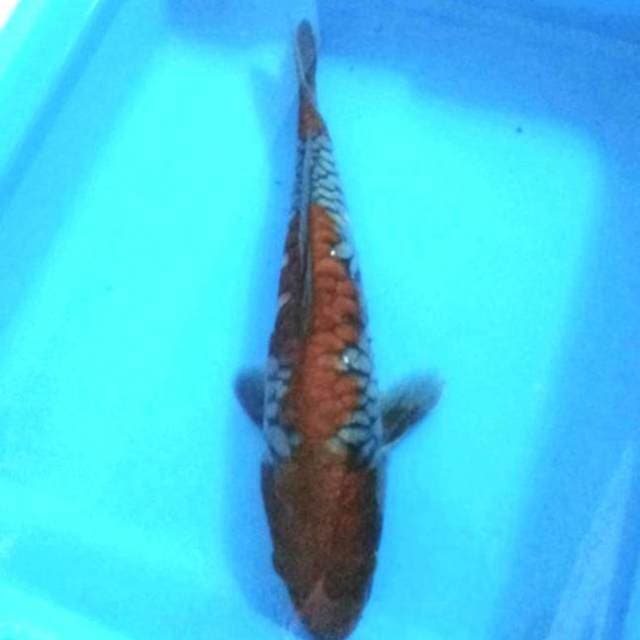 Ochiba aragoke 38cm..muanteeb