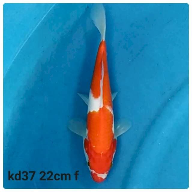 Kohaku f1