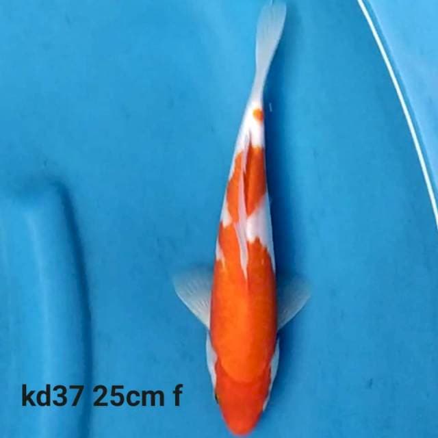 Kohaku f1 