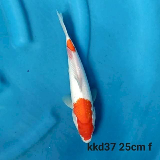 Kohaku 2 step f1 