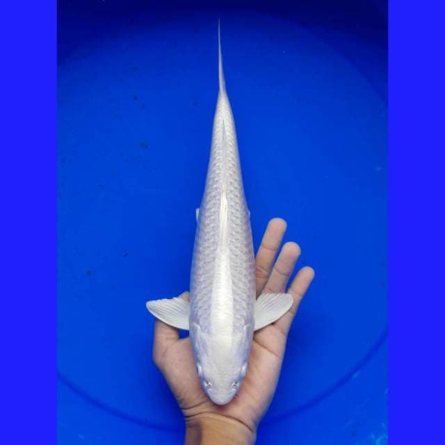 PLATINUM MALE