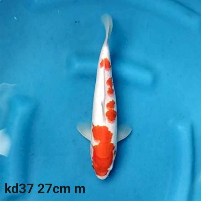 Kohaku f1 