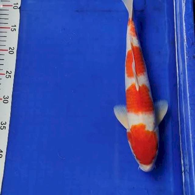 Kohaku