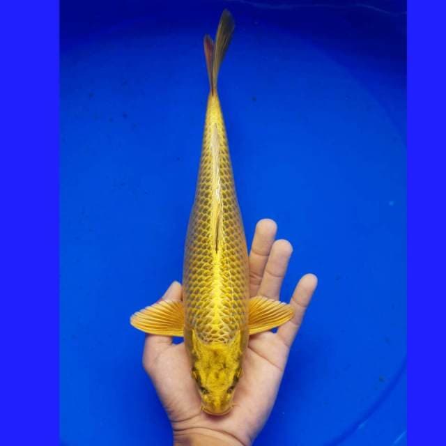 MUKASHI GOLD MALE 