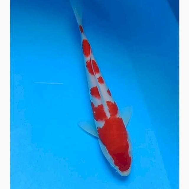 Kohaku