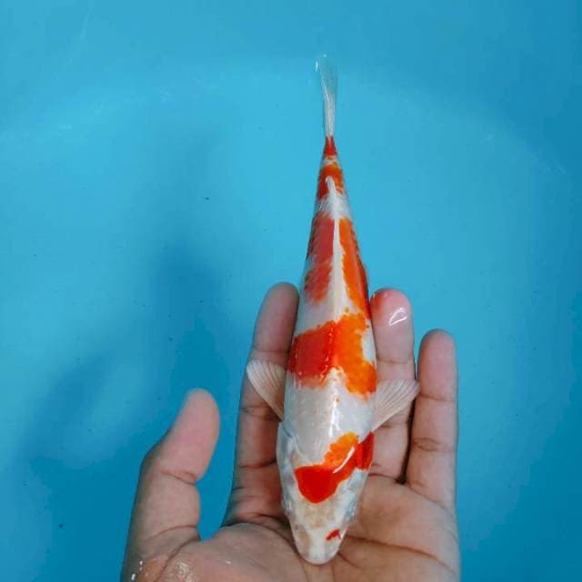 Kohaku hikari 20cm