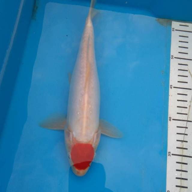 TANCHO KOHAKU Jozzz