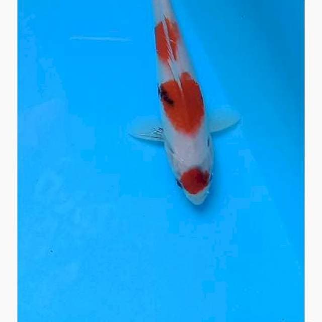 Maruten Showa tategoi