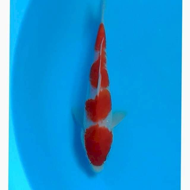 Kohaku