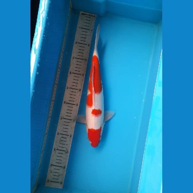 kohaku 36cm /F