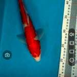 Kohaku 29 cm
