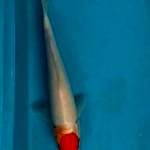 Tanco kohaku