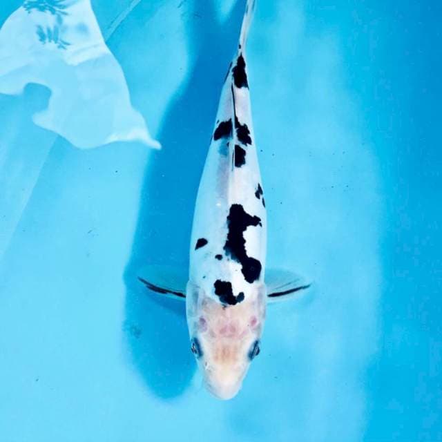 Bekko Doitsu, 26 cm
