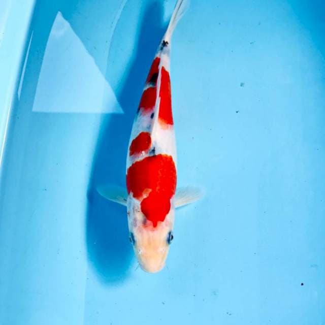 Sanke, 26 cm