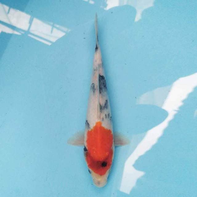 Kindai Showa 24 cm