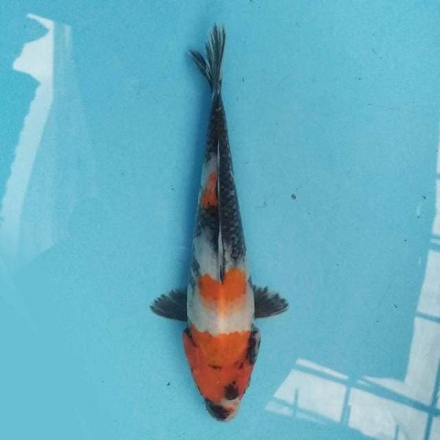 Showa 24 cm