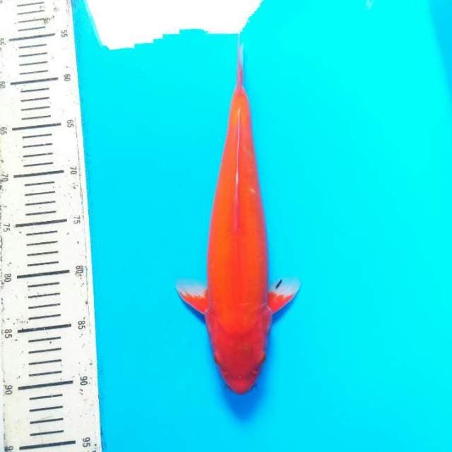 RED - AKA HAJIRO SPESIAL