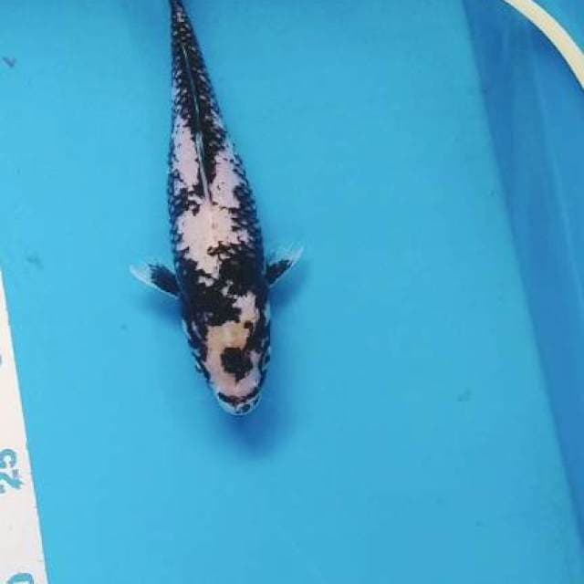 Matsukawabake 22cm 