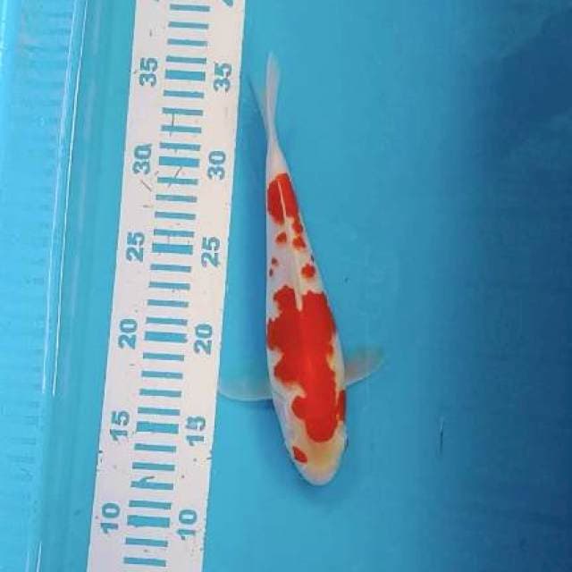 Kohaku strong 24cm
