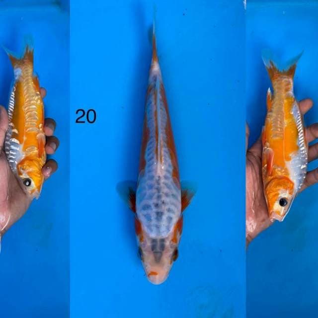 01 Shusui ,20cm
