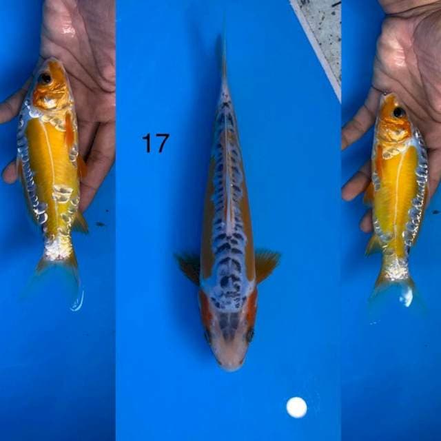 03 hana shusui ,17cm