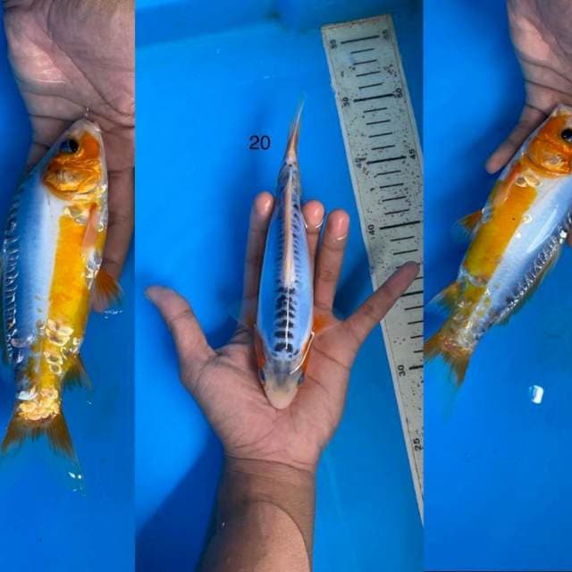 05 shusui ,20cm
