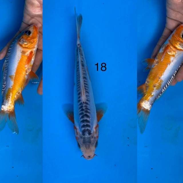 09 shusui ,18cm