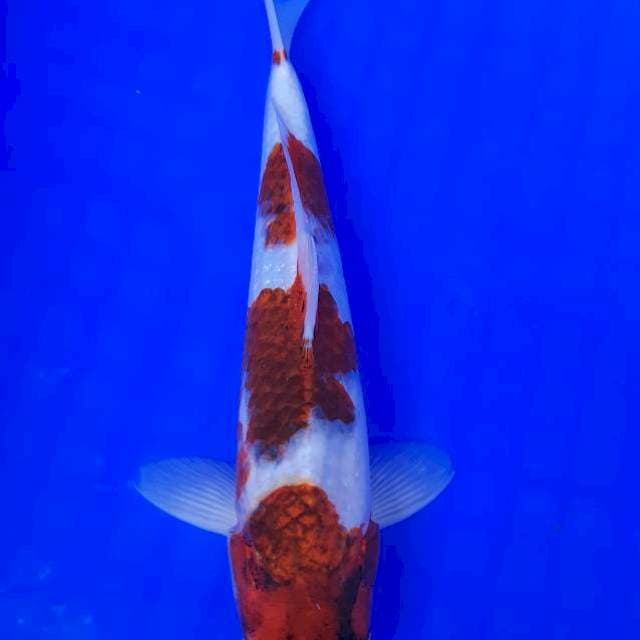 Goromo