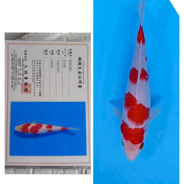 Kohaku Hq Marusei 