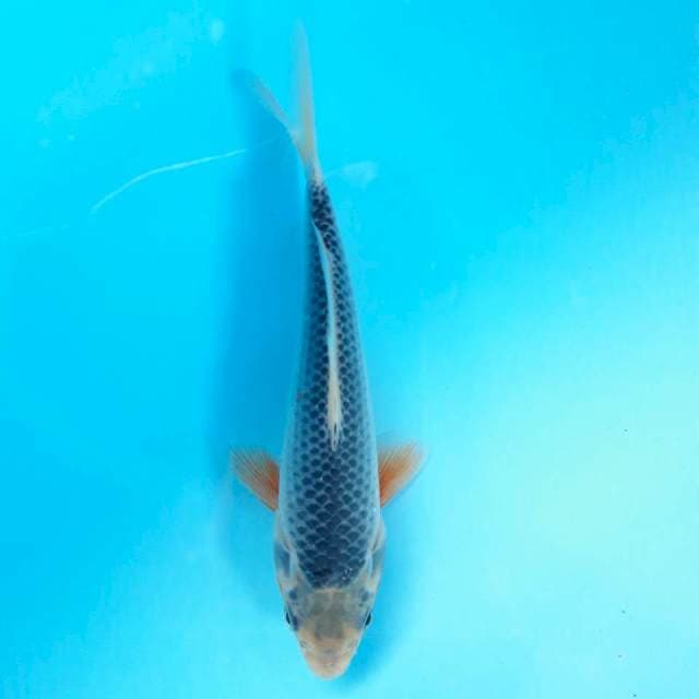 Asagi HQ 15cm