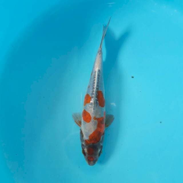 Beni Kikokuryu 29cm Muluss