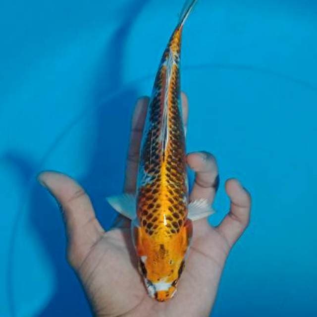 Carik 2~ Kujaku 24cm