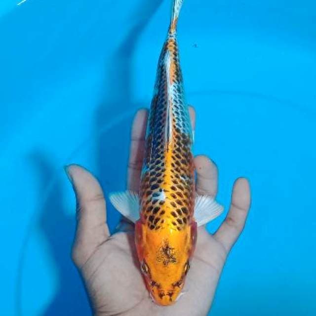 Carik 3~ Kujaku 24cm