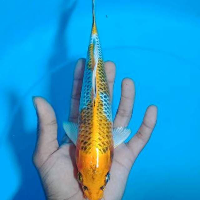 Carik 8~ Kin Kujaku 24cm