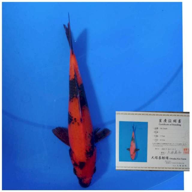 Otsuka Hi utsuri 23cm