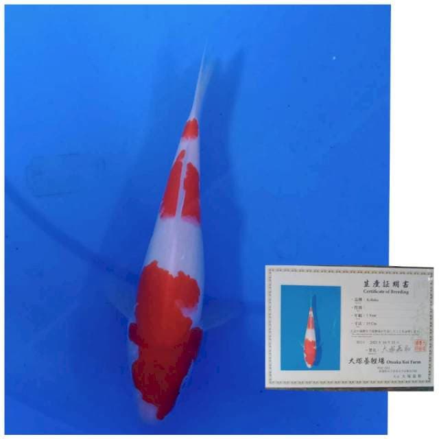 Otsuka kohaku 21cm