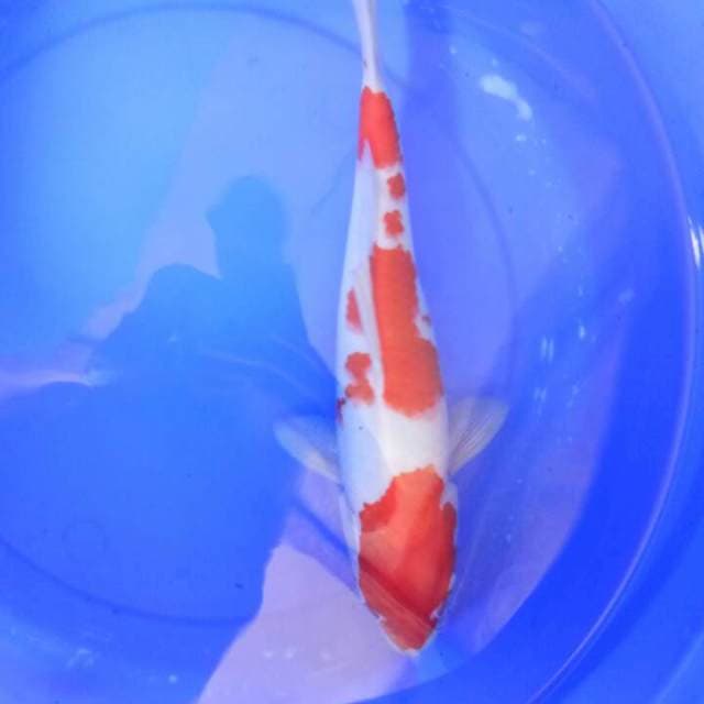 Kohaku
